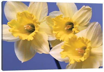 Spring Daffodils Canvas Art Print - Daffodil Art