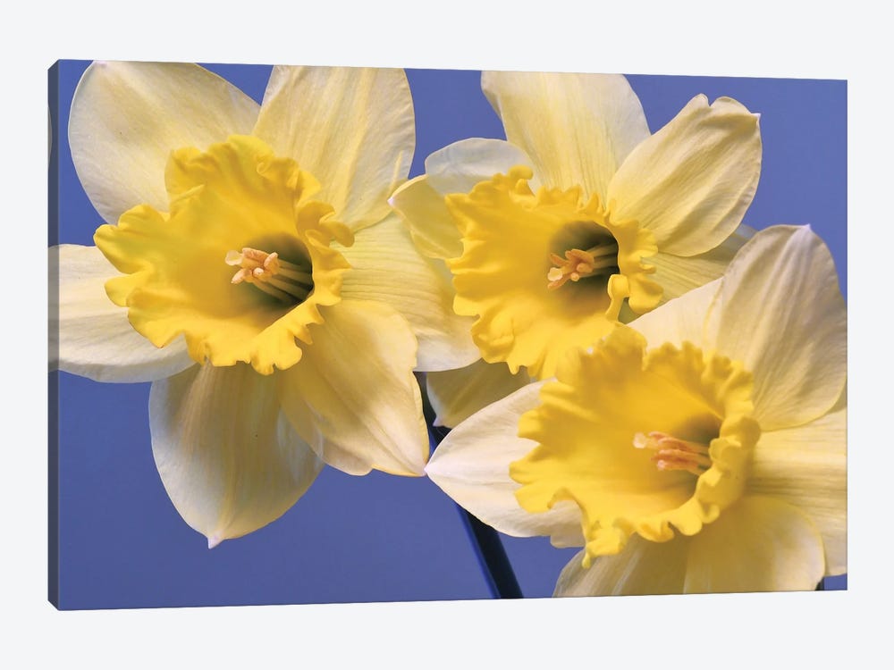 Spring Daffodils by Brian Wolf 1-piece Canvas Wall Art