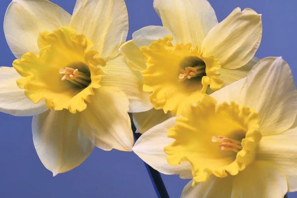 Daffodils: Spring Daffodils by Brian Wolf