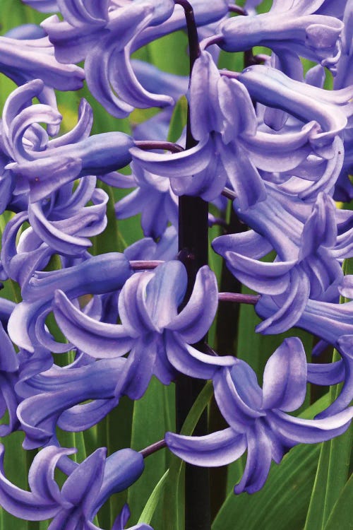 Hyacinths Close Up