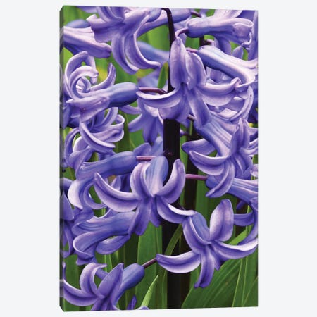 Hyacinths Close Up Canvas Print #BWF460} by Brian Wolf Canvas Wall Art