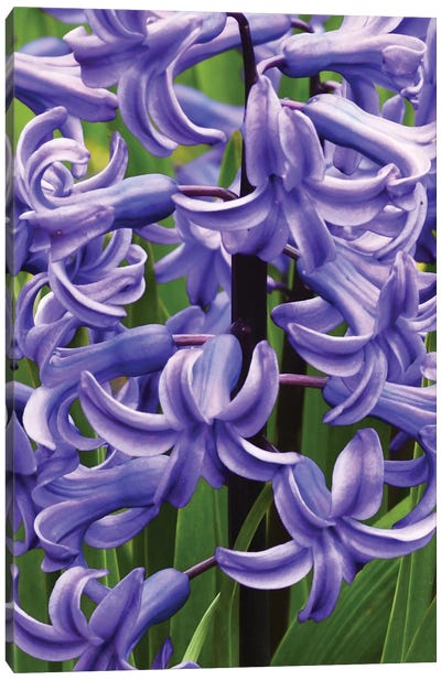 Hyacinths Close Up Canvas Art Print