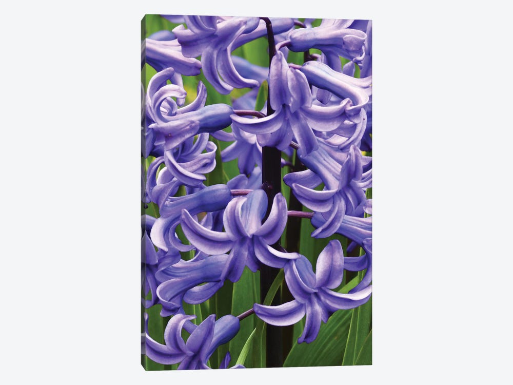 Hyacinths Close Up by Brian Wolf 1-piece Canvas Wall Art