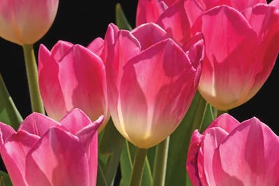 Pink Tulips by Brian Wolf canvas print