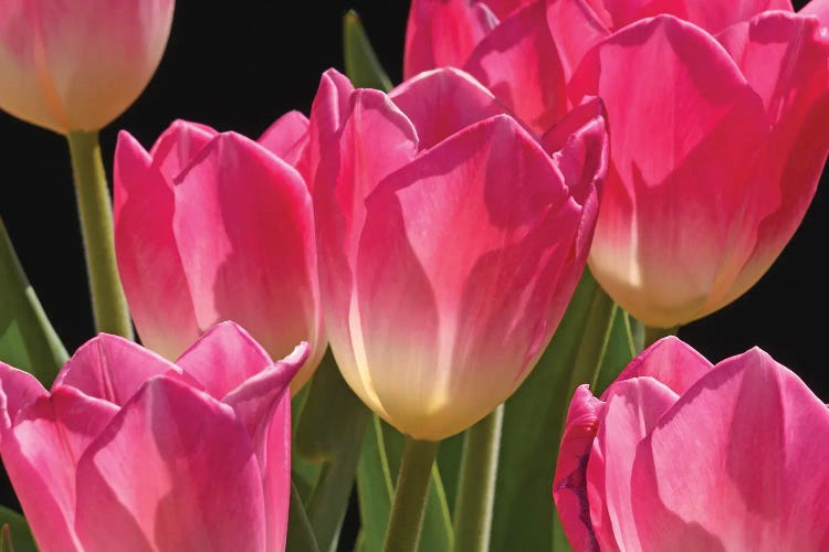 Pink Tulips