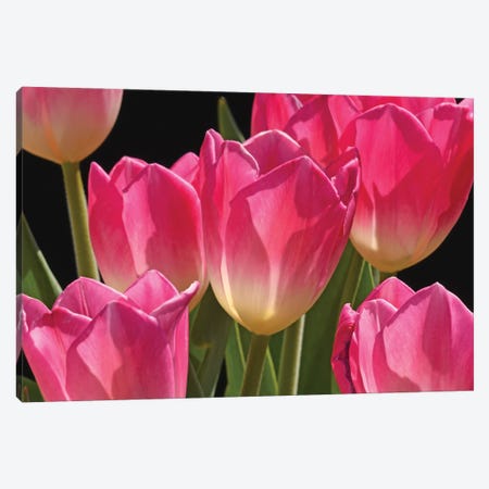 Pink Tulips Canvas Print #BWF461} by Brian Wolf Canvas Artwork