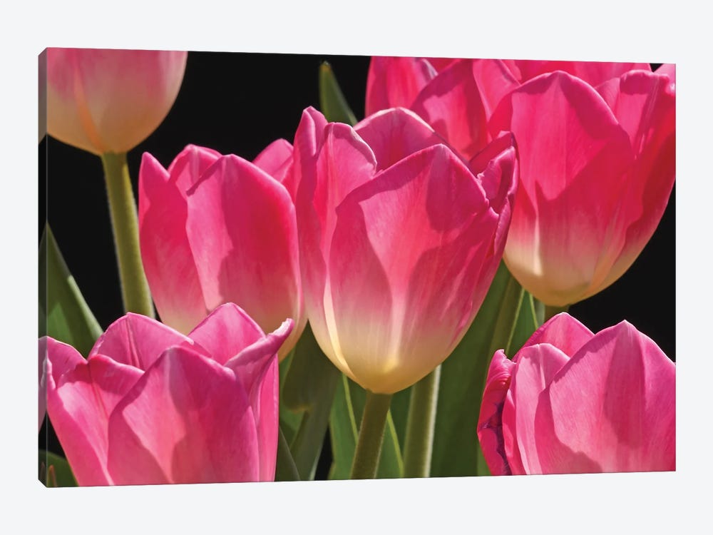 Pink Tulips by Brian Wolf 1-piece Canvas Print