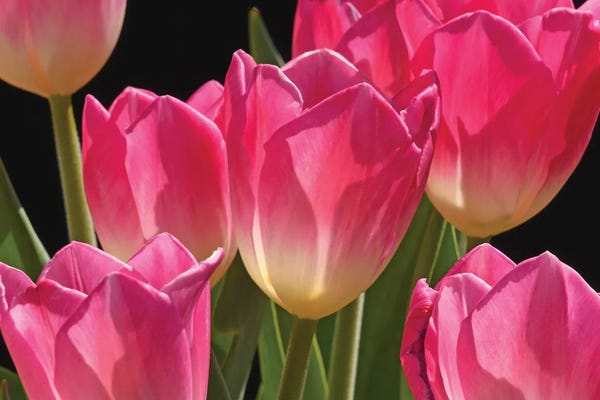 Brian Wolf: Pink Tulips by Brian Wolf