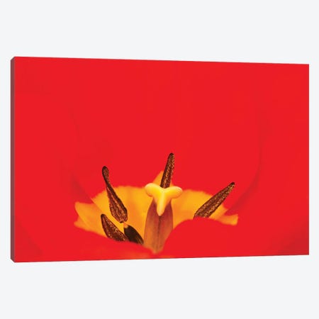 Macro Red Tulip Canvas Print #BWF462} by Brian Wolf Canvas Art