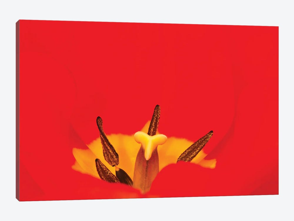 Macro Red Tulip by Brian Wolf 1-piece Canvas Artwork