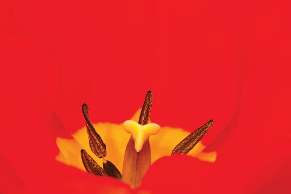 Brian Wolf: Macro Red Tulip by Brian Wolf