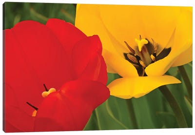 Red And Yellow Tulips Canvas Art Print - Tulip Art