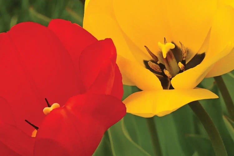 Red And Yellow Tulips