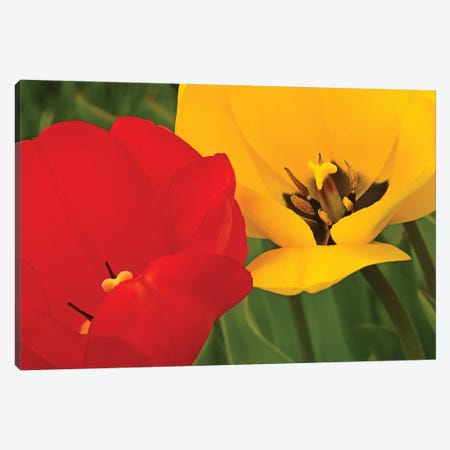 Red And Yellow Tulips Canvas Print #BWF463} by Brian Wolf Canvas Art