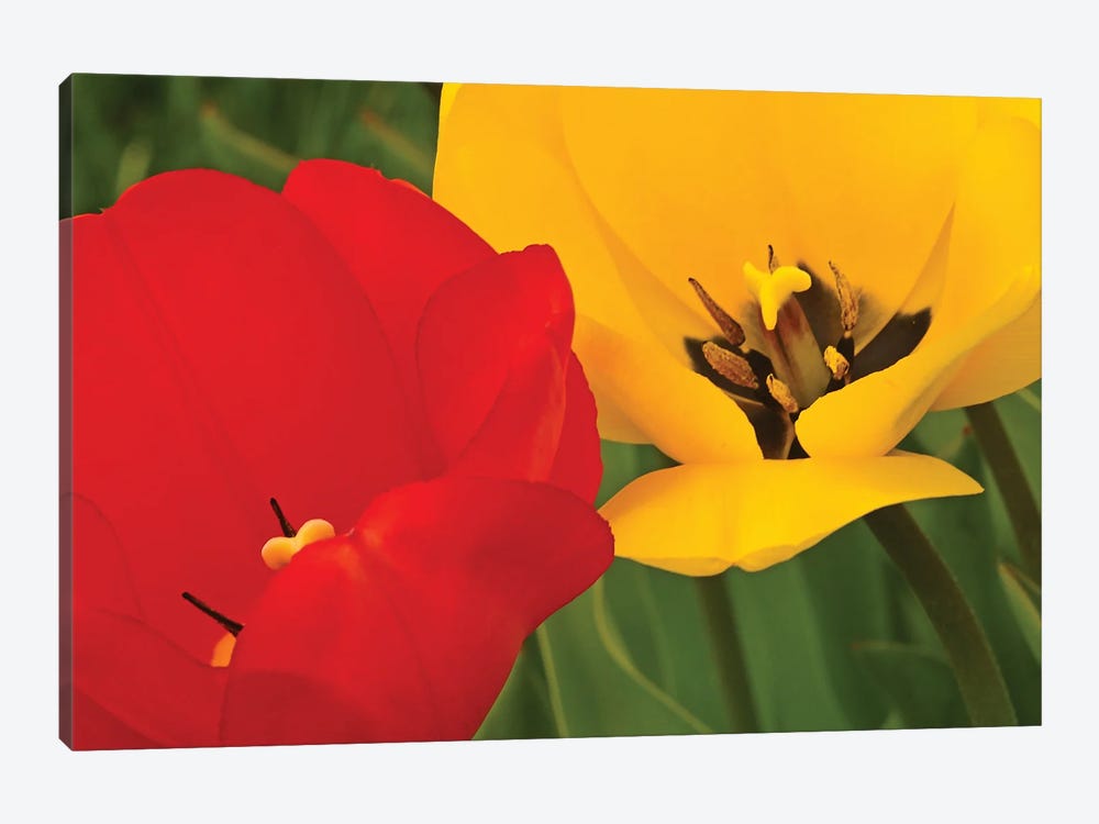 Red And Yellow Tulips by Brian Wolf 1-piece Art Print