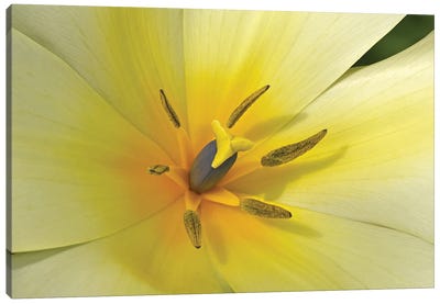 White Tulip Macro Canvas Art Print - Pantone 2021 Ultimate Gray & Illuminating