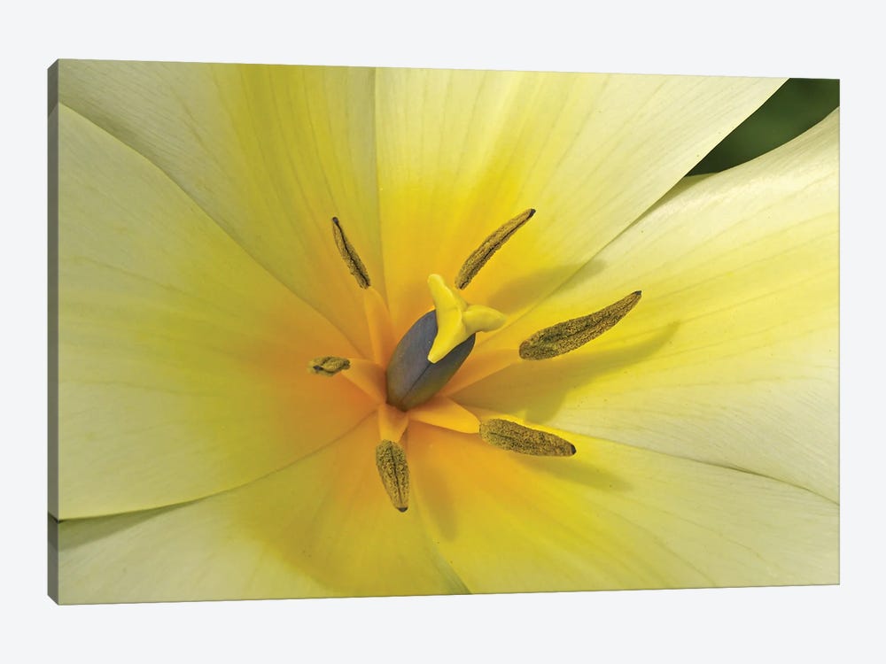 White Tulip Macro by Brian Wolf 1-piece Canvas Art