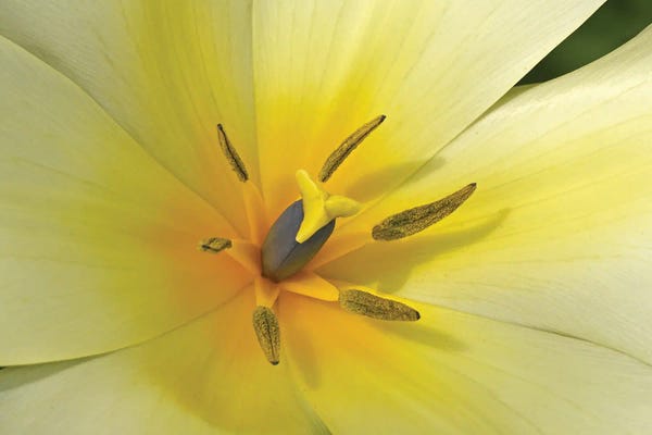 Brian Wolf: White Tulip Macro by Brian Wolf