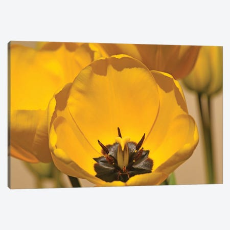 Yellow Tulips Canvas Print #BWF465} by Brian Wolf Canvas Print
