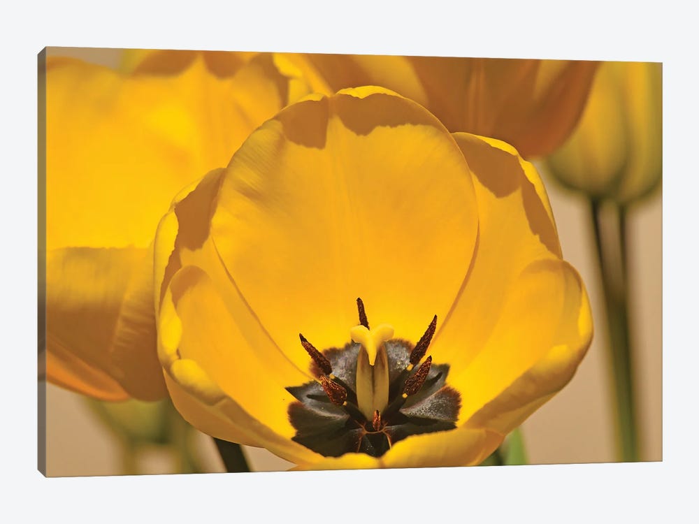 Yellow Tulips by Brian Wolf 1-piece Canvas Art Print