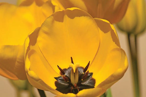 Brian Wolf: Yellow Tulips by Brian Wolf