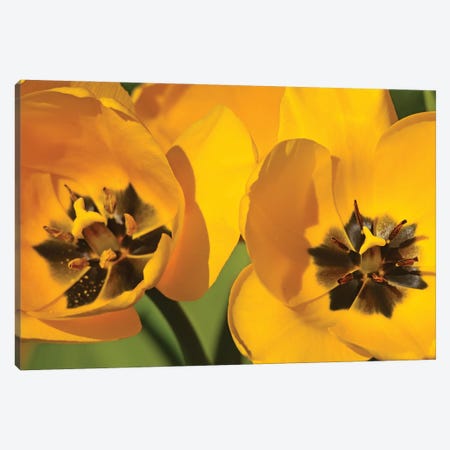 Pair Of Yellow Tulips Canvas Print #BWF466} by Brian Wolf Canvas Print