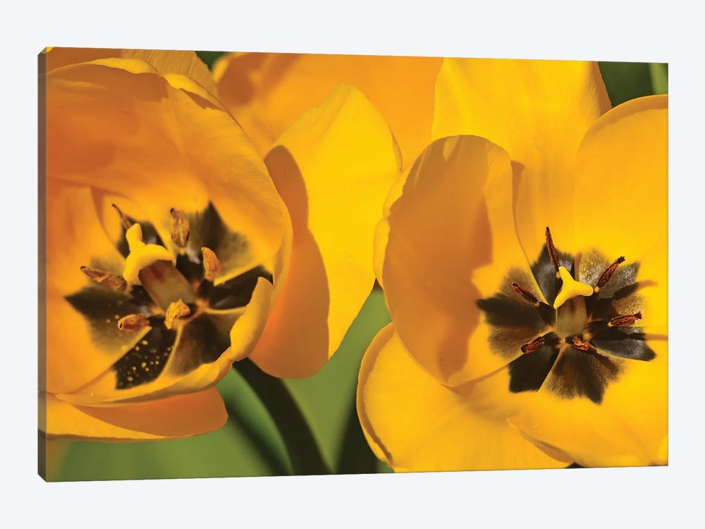Pair Of Yellow Tulips by Brian Wolf 1-piece Canvas Artwork