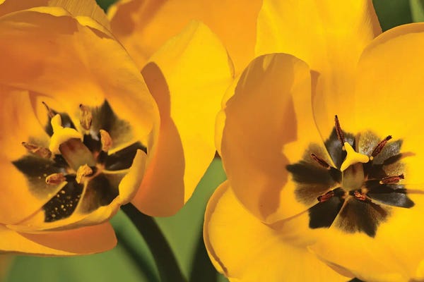 Brian Wolf: Pair Of Yellow Tulips by Brian Wolf