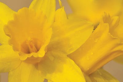 Yellow Daffodils by Brian Wolf art print