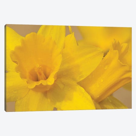 Yellow Daffodils Canvas Print #BWF467} by Brian Wolf Canvas Art Print