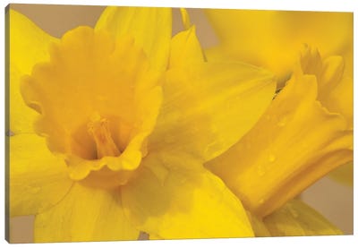 Yellow Daffodils Canvas Art Print - Brian Wolf