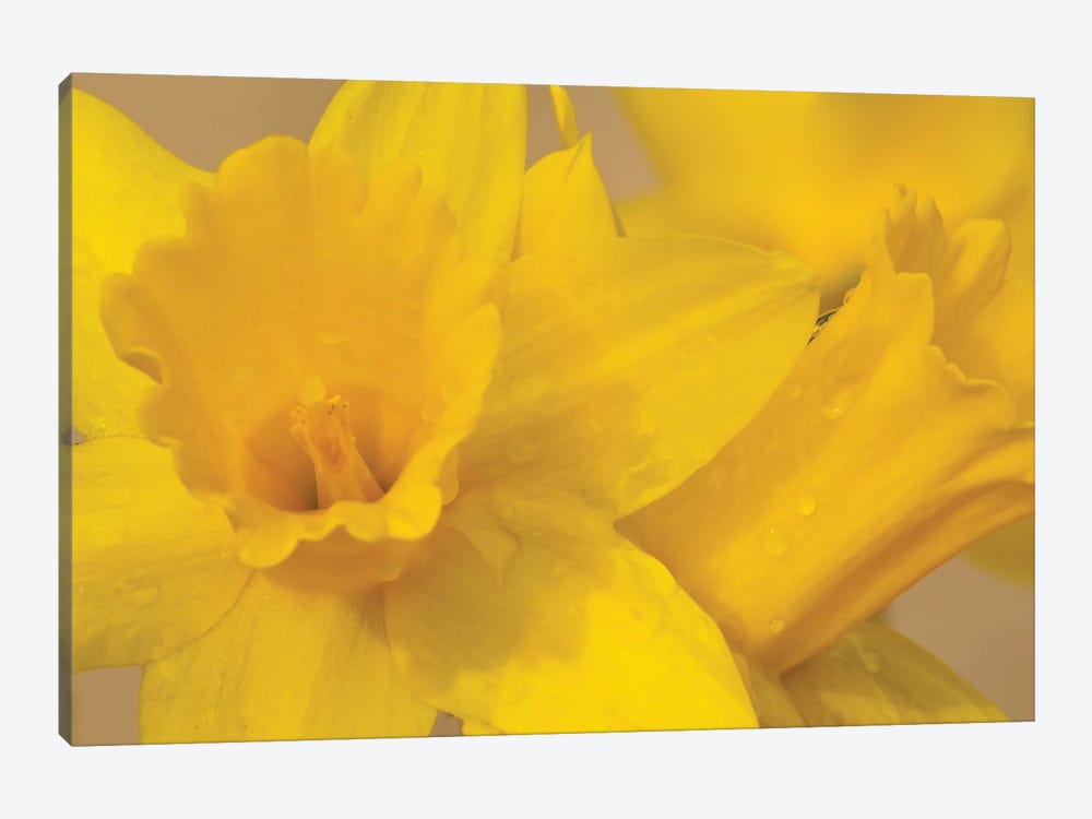 Yellow Daffodils by Brian Wolf 1-piece Art Print