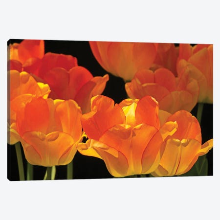Flaming Tulips Canvas Print #BWF468} by Brian Wolf Canvas Wall Art