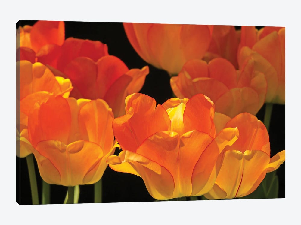 Flaming Tulips by Brian Wolf 1-piece Canvas Artwork