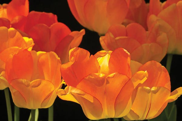 Brian Wolf: Flaming Tulips by Brian Wolf