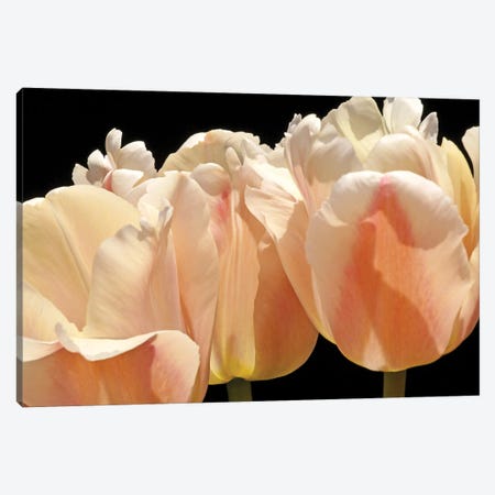 White Tulips Canvas Print #BWF469} by Brian Wolf Canvas Wall Art