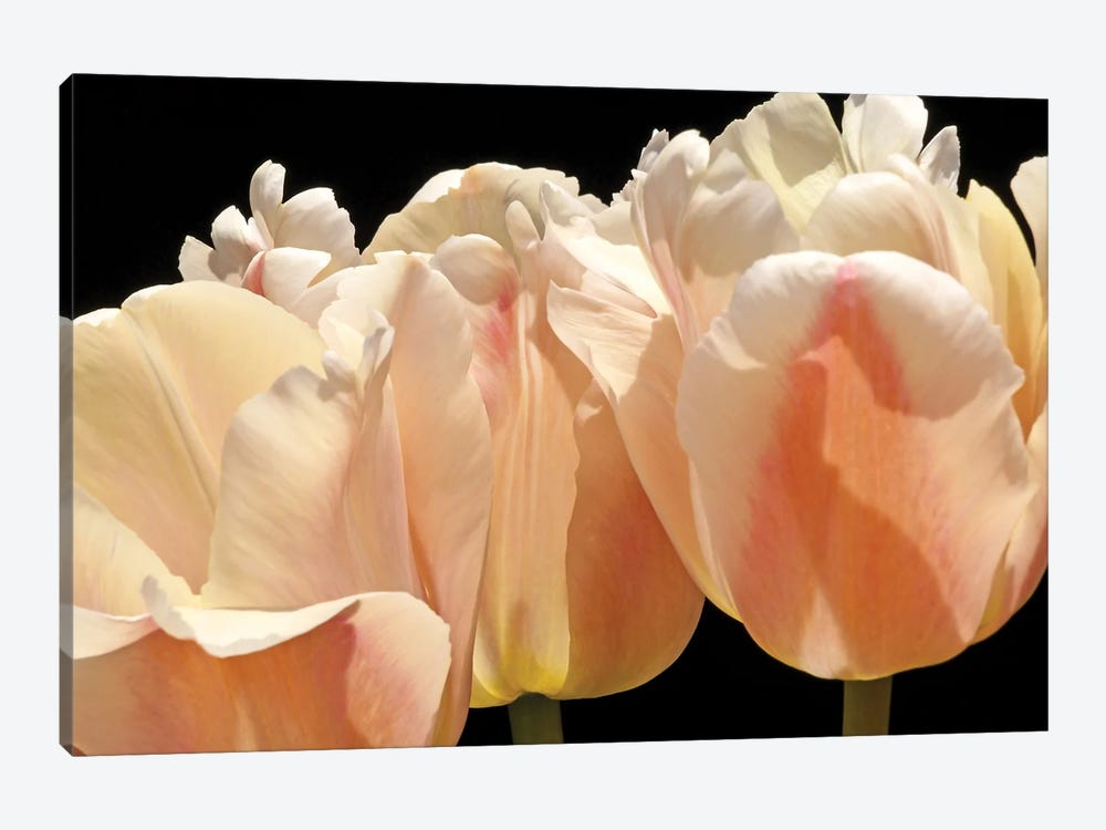 White Tulips by Brian Wolf 1-piece Canvas Art Print