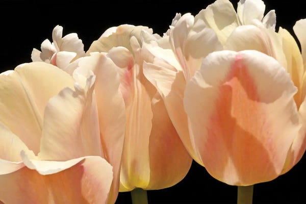 Brian Wolf: White Tulips by Brian Wolf