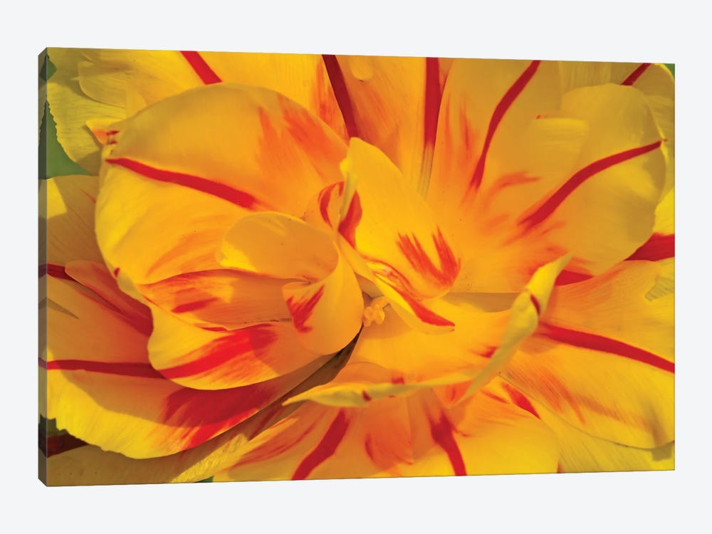 Fancy Tulip Up-Close by Brian Wolf 1-piece Canvas Print