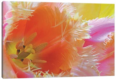 Colorfull Tulip Bouquet Canvas Art Print - Tulip Art