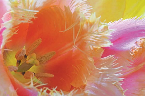 Tulips: Colorfull Tulip Bouquet by Brian Wolf