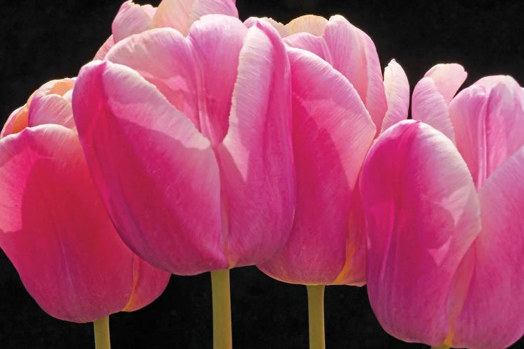 Pink Tulips In A Row