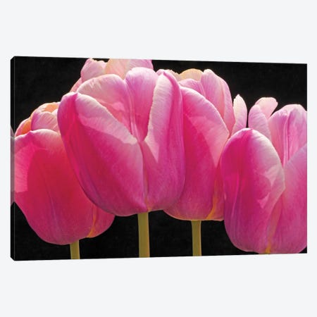 Pink Tulips In A Row Canvas Print #BWF472} by Brian Wolf Canvas Print
