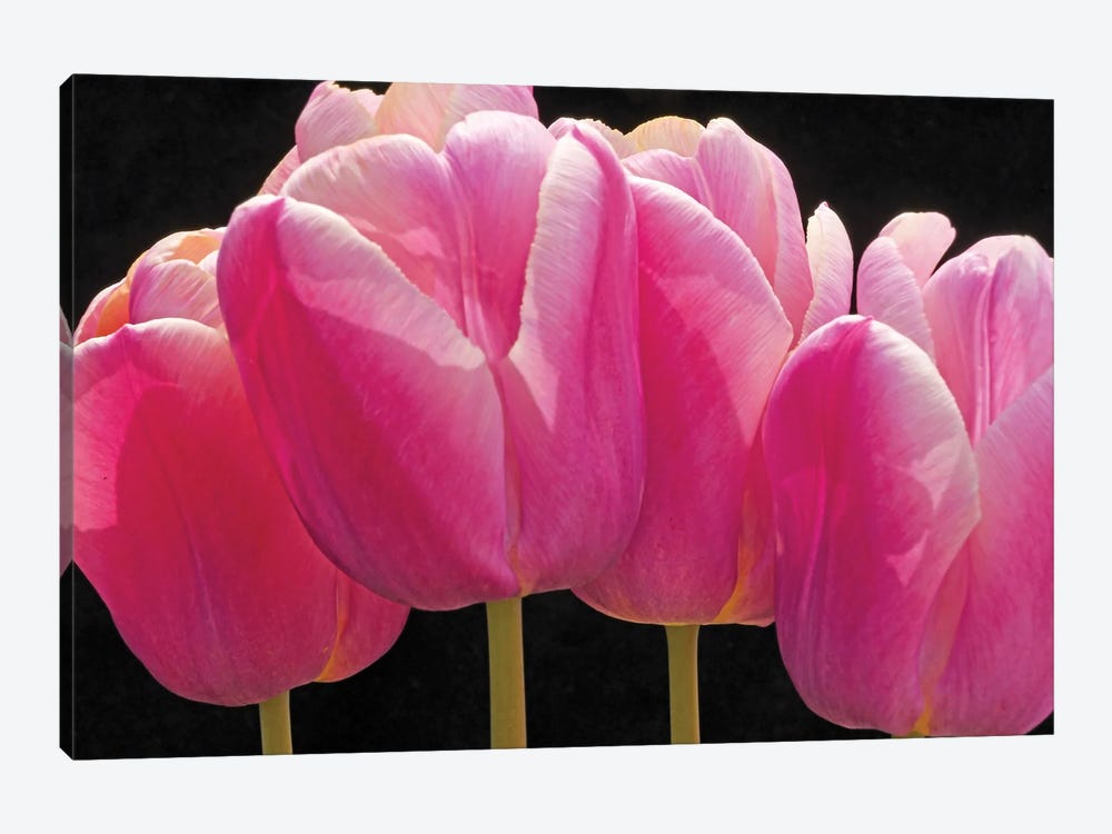 Pink Tulips In A Row by Brian Wolf 1-piece Canvas Art Print