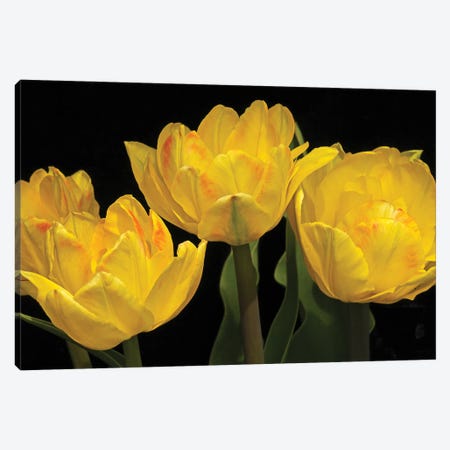 Yellow Tulip Arrangement Canvas Print #BWF473} by Brian Wolf Art Print