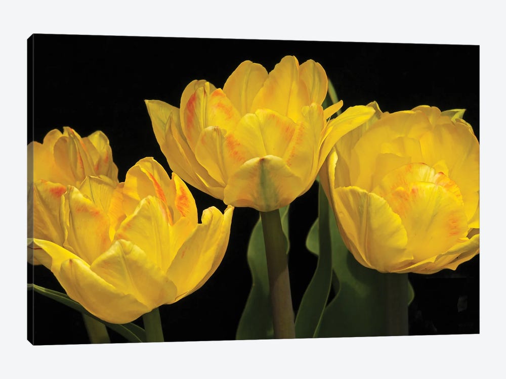Yellow Tulip Arrangement by Brian Wolf 1-piece Canvas Artwork