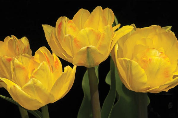 Brian Wolf: Yellow Tulip Arrangement by Brian Wolf
