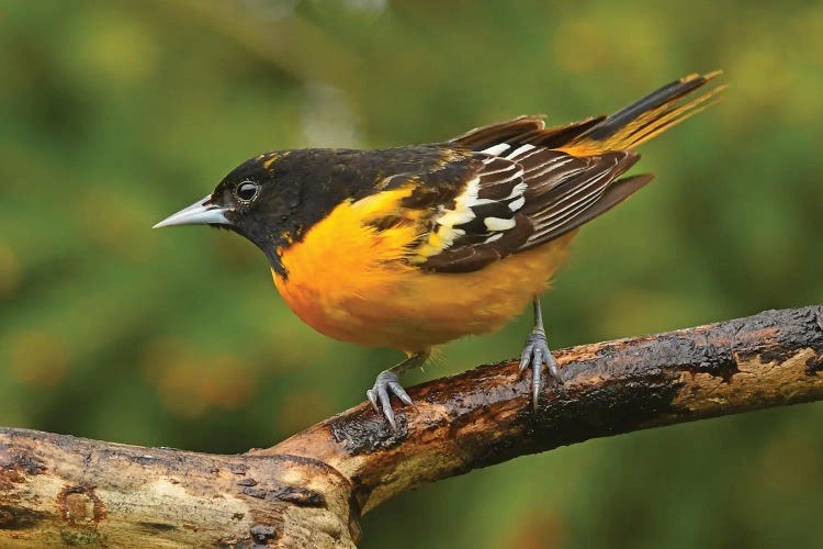 Male Baltimore Oriole Perched On Branch