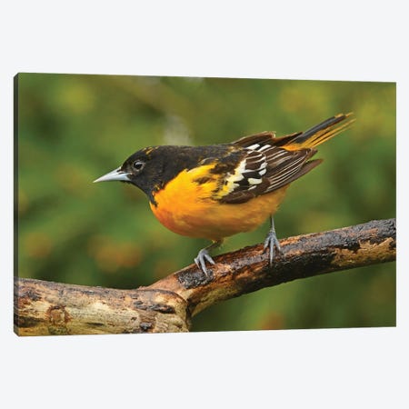 Male Baltimore Oriole Perched On Branch Canvas Print #BWF474} by Brian Wolf Canvas Art