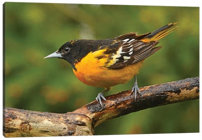 Male Baltimore Oriole Perched On Branch Canvas Art Print